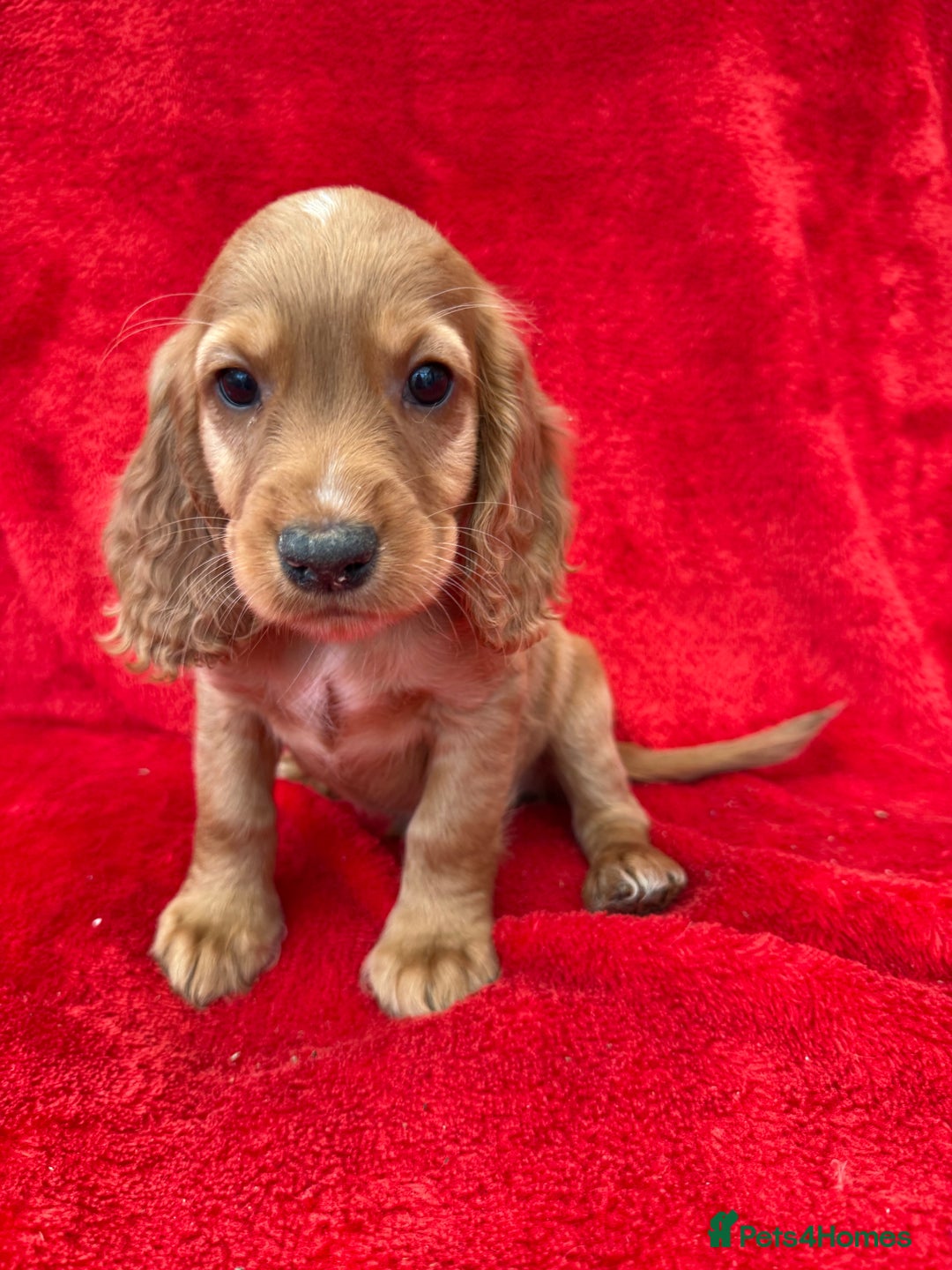 Cocker Spaniel dogs for sale: Working cocker spaniel puppies - Only 3x pups left - Image 34