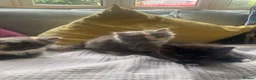 Mixed Breed cats for sale: Three kittens for sale - Advert 1