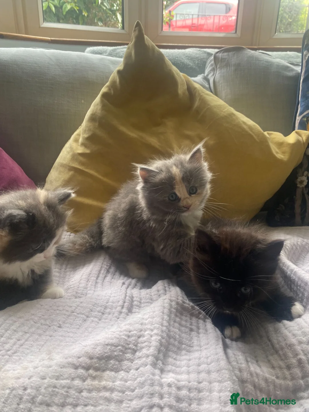 Mixed Breed cats for sale: Three kittens for sale - Advert 1