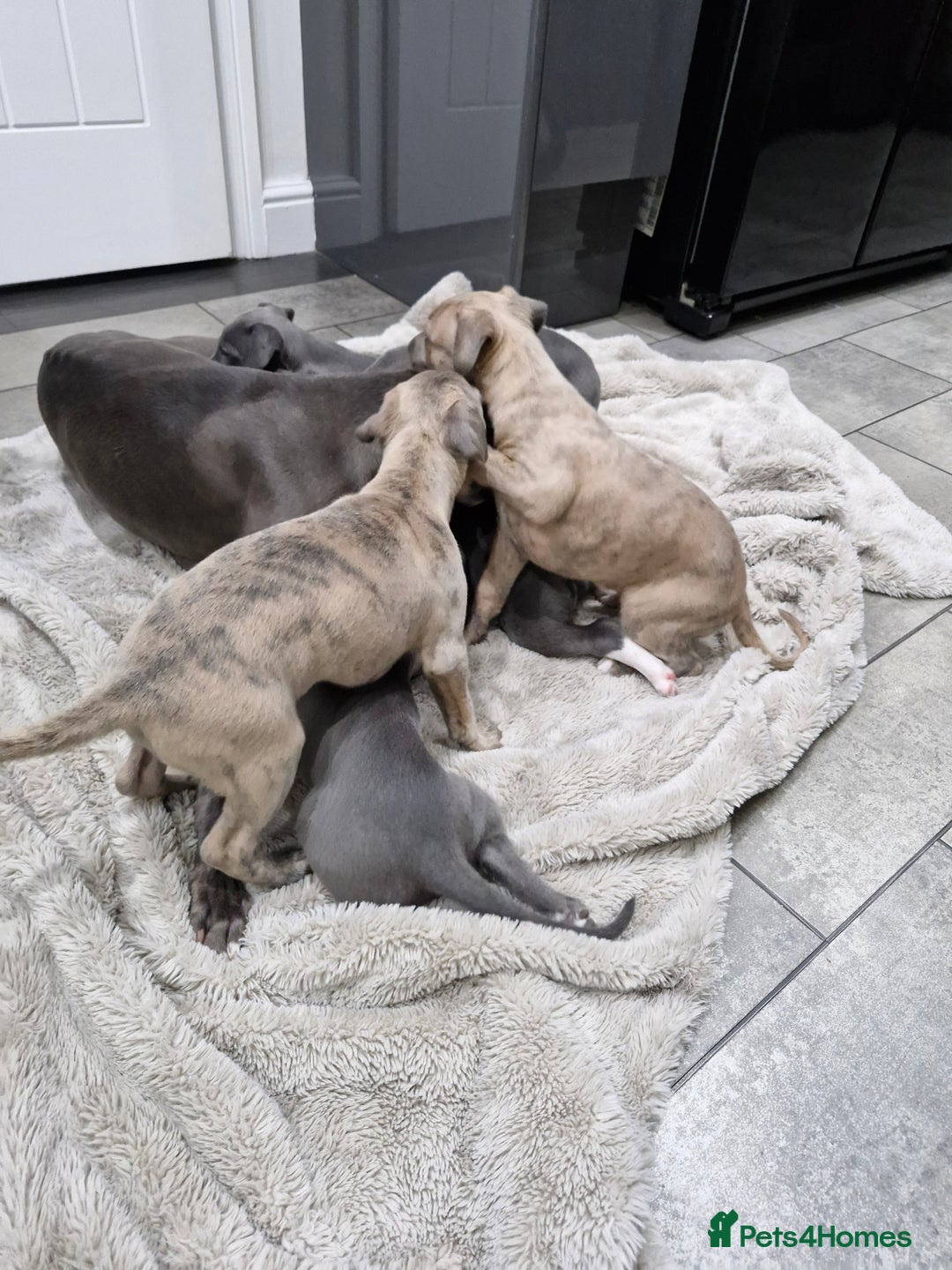 Whippet dogs for sale: KC Reg Whippet Puppies for sale  - Advert 20