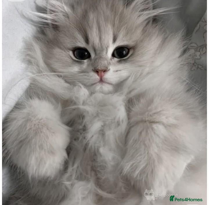 British Longhair cats British Longhair Kittens - Advert 1