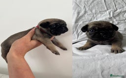 Pug dogs for sale: Gorgeous KC Reg Pug Litter Of 10 - Image 9