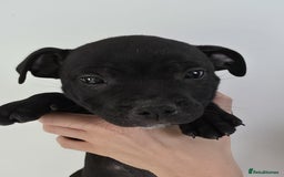 Staffordshire Bull Terrier dogs for sale: 9 Beautiful Black & Blue pups  - Image 5