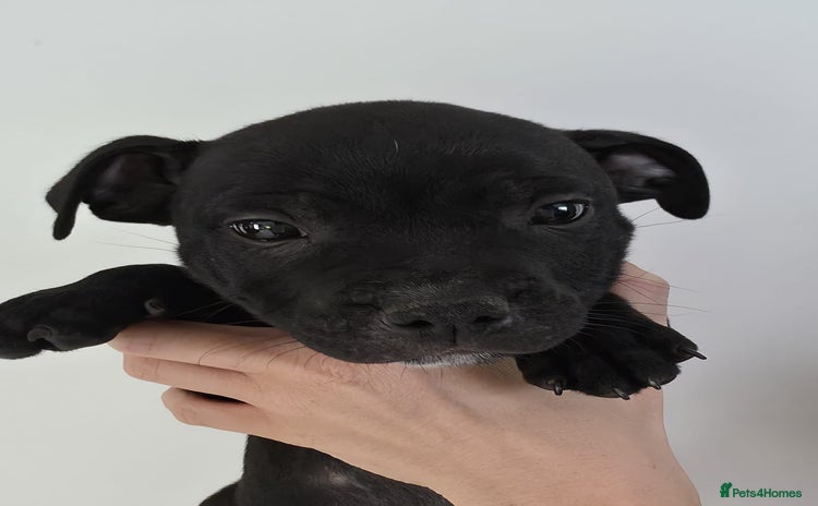 Staffordshire Bull Terrier dogs - Advert 4