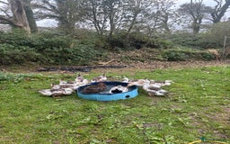 Ducks poultry for sale: Silver Appleyard drakes - Advert 1