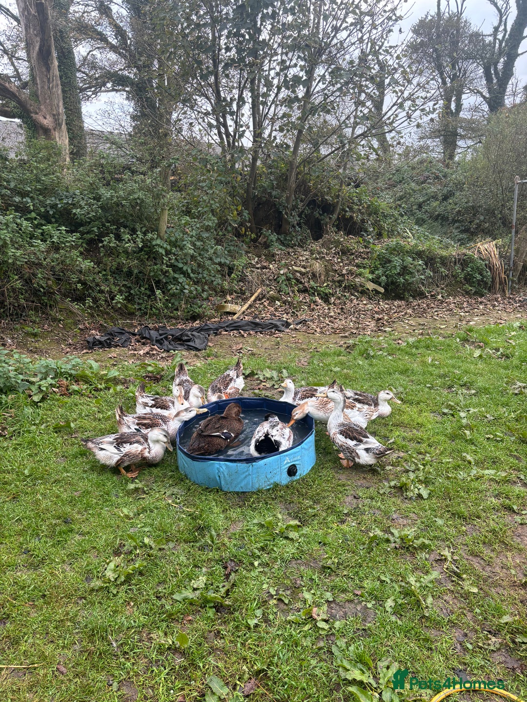Ducks poultry for sale: Silver Appleyard drakes - Advert 1