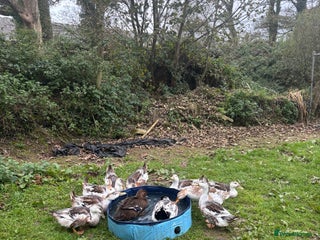 Ducks poultry Silver Appleyard drakes - Advert 1