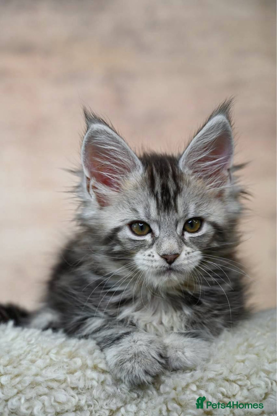 Maine Coon cats for sale: 🥇 5 Generation Pedigree - TICA registered  🌟 - Advert 21