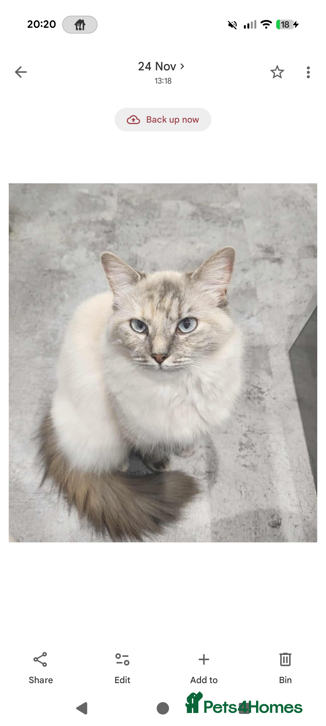 Ragdoll cats for sale: Ragdoll s £550 - Advert 1