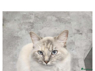 Ragdoll cats Ragdoll s £550 - Advert 12