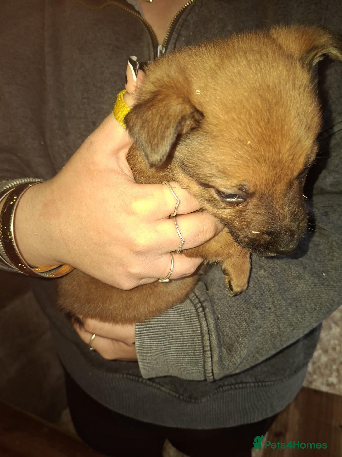 Mixed Breed dogs for sale: Puppies  - Advert 2