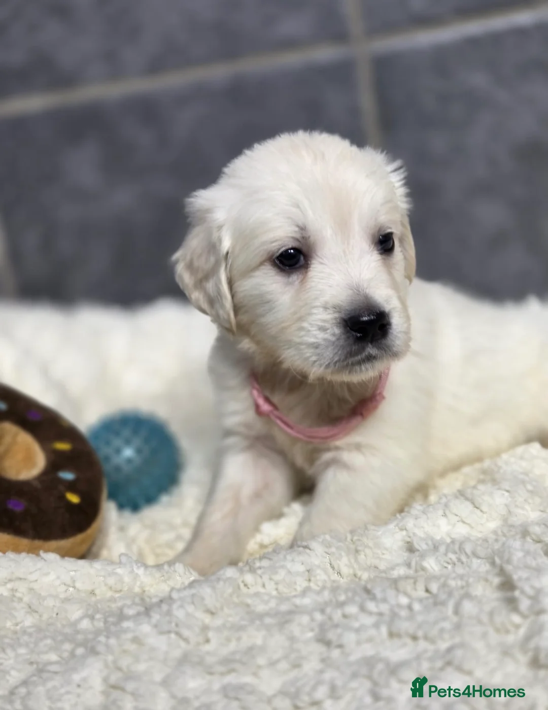 Golden Retriever dogs for sale: Beautiful kc golden retriever pups - Advert 12