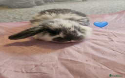 Mini Lop rabbits for sale: Stunning mini lop babies - Image 3