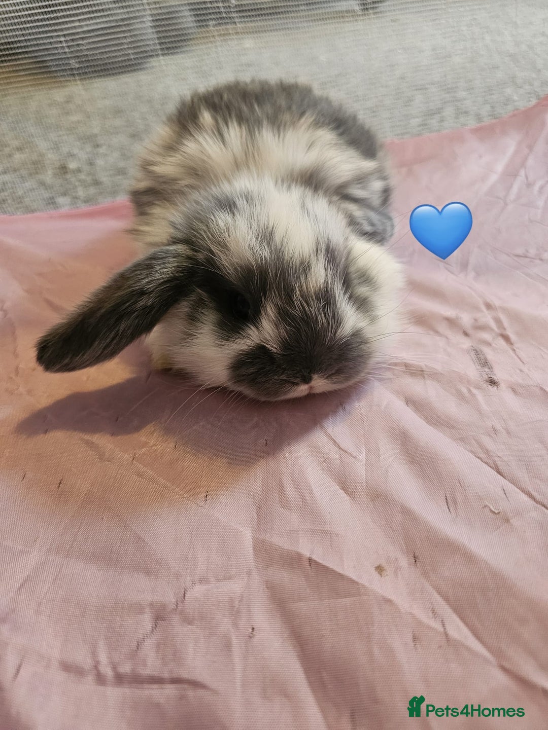 Mini Lop rabbits for sale: Stunning mini lop babies - Image 3