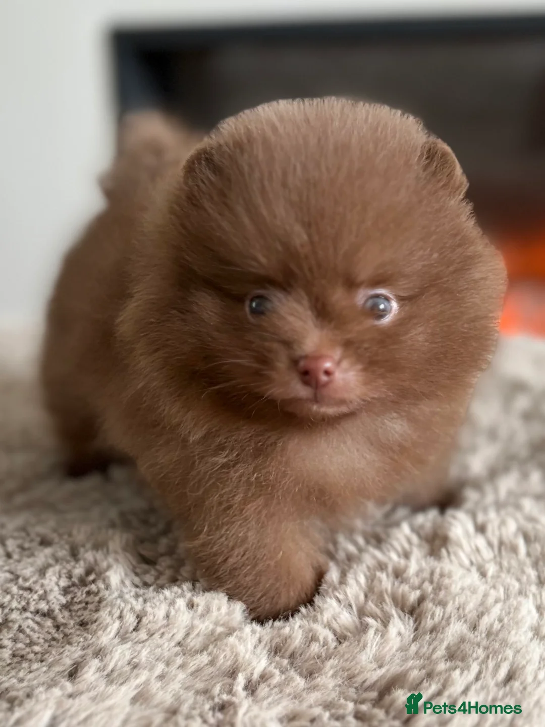 Pomeranian dogs for sale: True type Pomeranian puppy’s KC 🐾🤎🥰🤩🐾 - Advert 24
