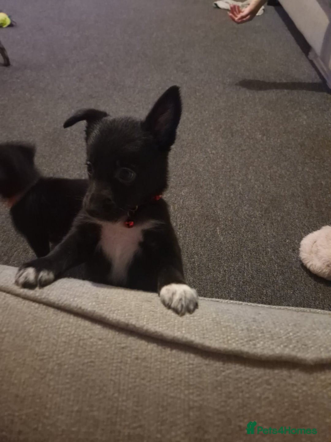 Mixed Breed dogs for sale: Border collie cross kelpie - Image 3