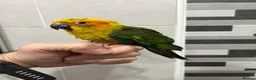 Mixed Breed birds for sale: Beautiful Hand-Reared Sun Conure Babies – Weaned  - Advert 8