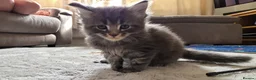 Maine Coon cats for sale: Beautiful 100% Maine coin kittens - Advert 23