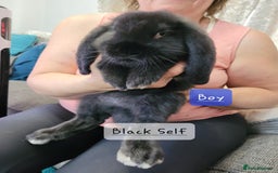 French Lop rabbits for sale: Pure Bred French Lop babies  - Image 3