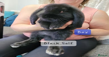 French Lop rabbits - Advert 14