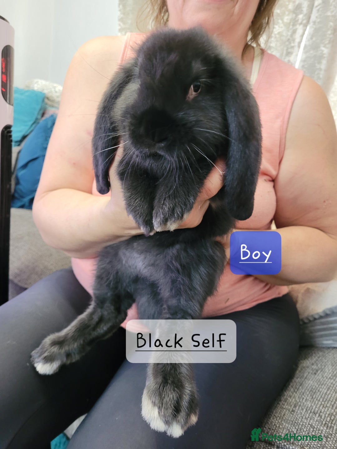French Lop rabbits for sale: Pure Bred French Lop babies  - Image 3