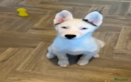 Siberian Husky dogs for sale: Extreme Piebald Husky Girl RARE! Ready Now - Image 2