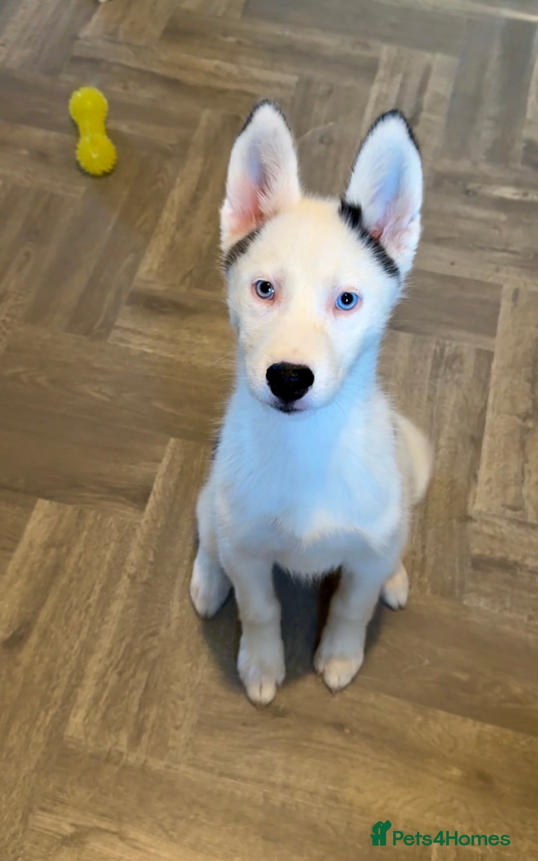 Siberian Husky dogs for sale: Extreme Piebald Husky Girl RARE! Ready Now - Image 2