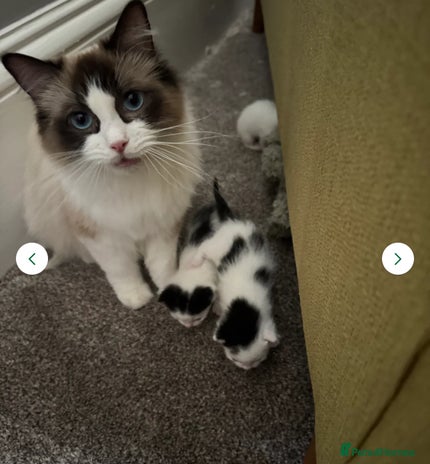 Ragdoll cats - Advert 5