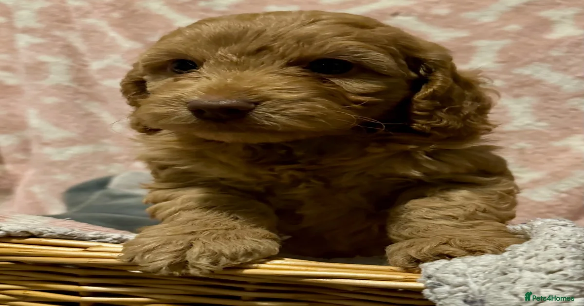 F1 show type cockapoo puppies for sale in Stafford | Pets4Homes