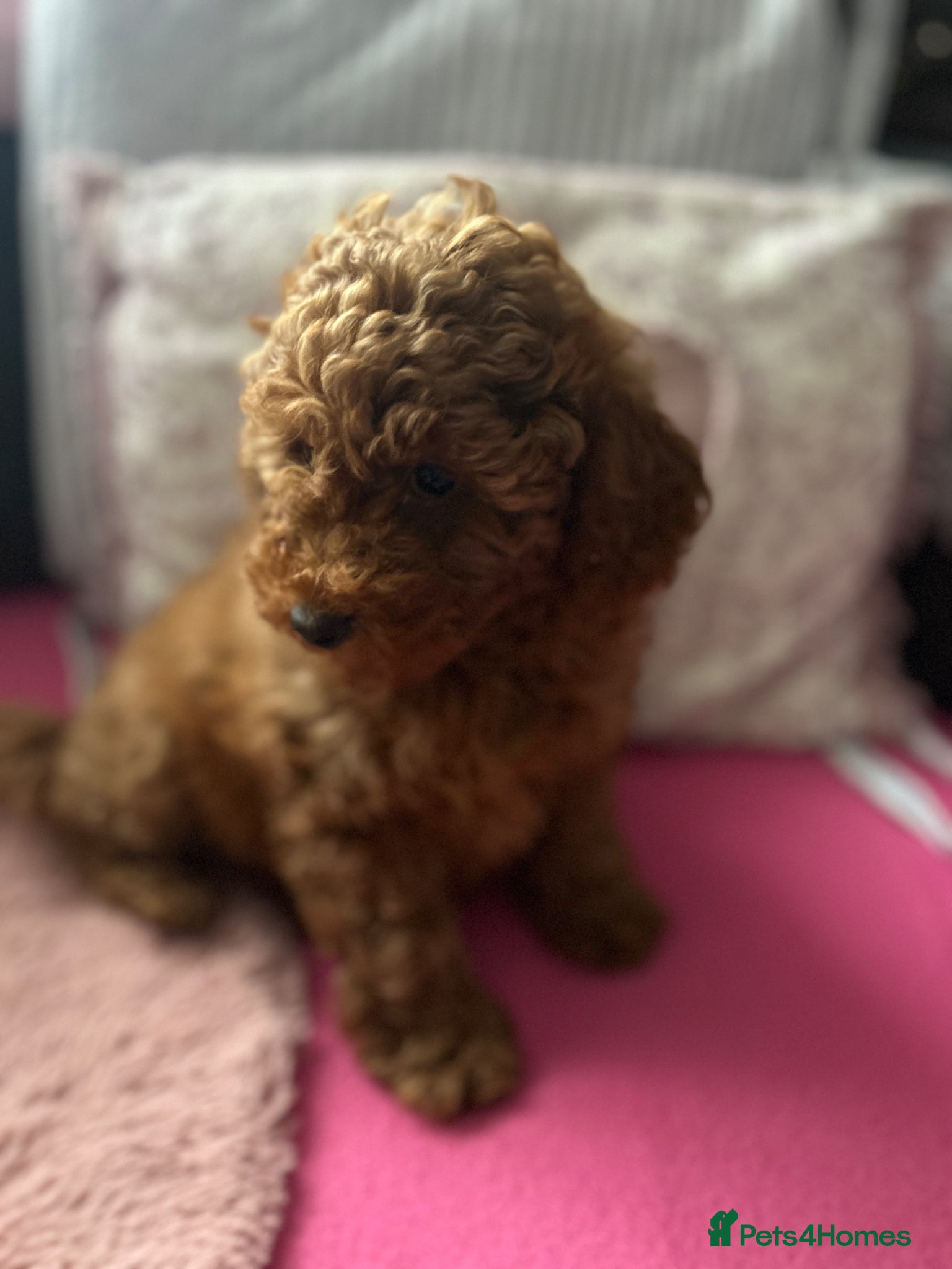 Toy Poodle dogs 🐩 Toy Poodle Red Puppies - Advert 10