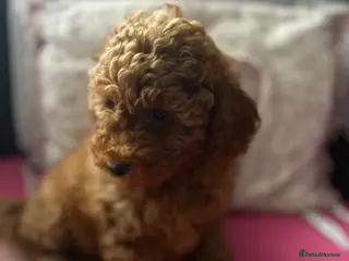 Toy Poodle dogs 🐩 Toy Poodle Red Puppies - Advert 10