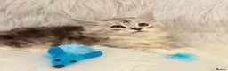 Maine Coon cats for sale: Maine coon kittens silver tabby ready now - Advert 10