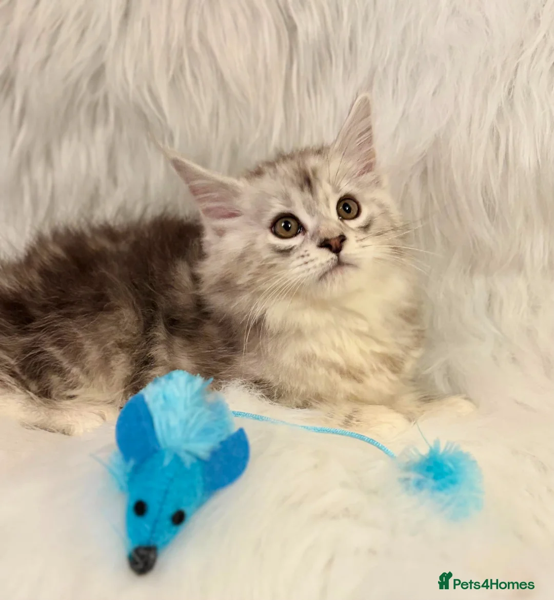 Maine Coon cats for sale: Maine coon kittens silver tabby ready now - Advert 10