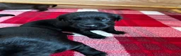 Labrador Retriever dogs for sale: Stunning KC Labradors. Crufts winning Stud dog - Advert 13
