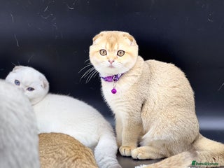 Scottish Fold cats Beautiful TICA Registered Scottish Girl Kittens - Advert 9