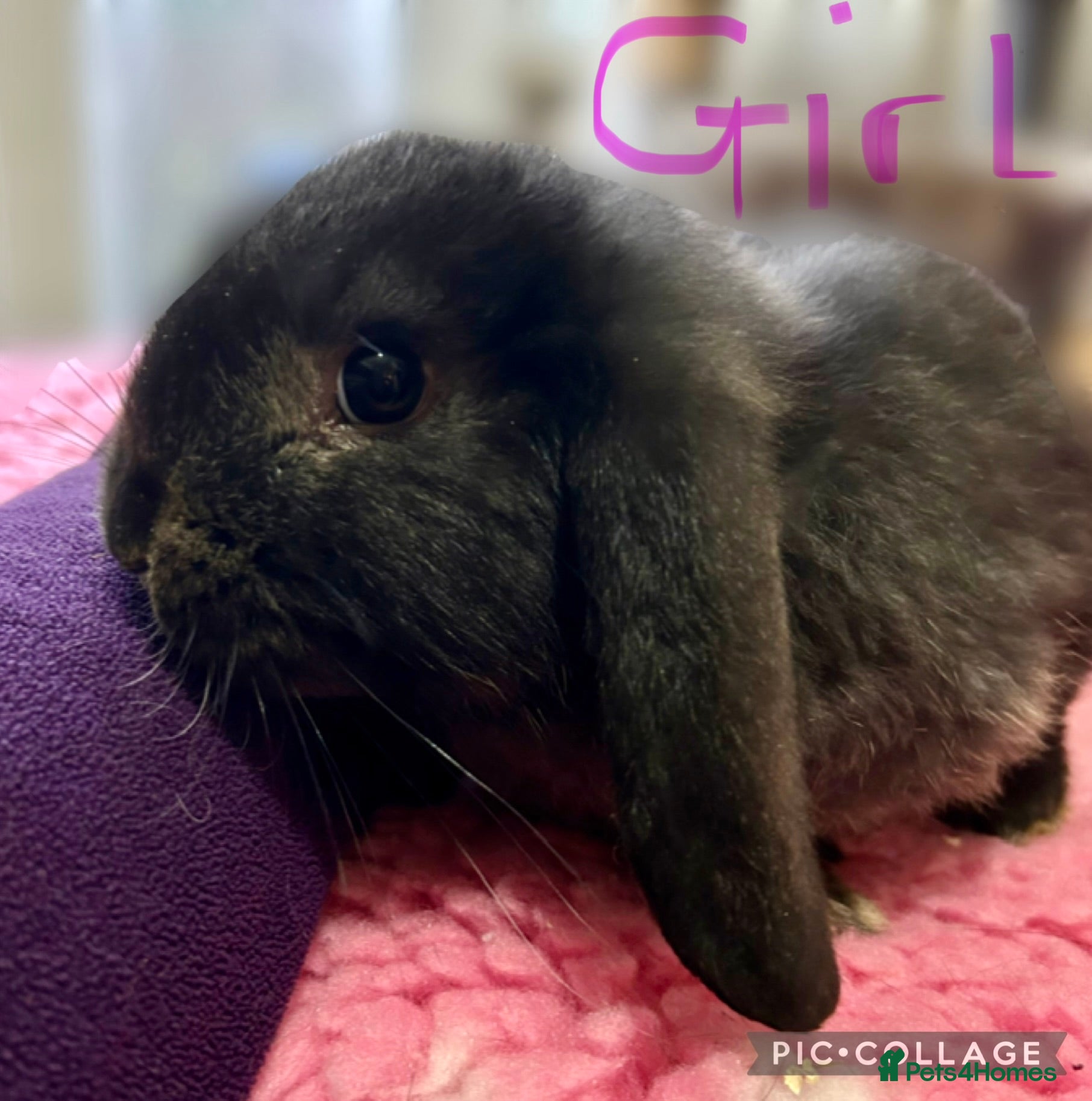 French Lop rabbits READY NOW Mini French Lop Babies  - Advert 3