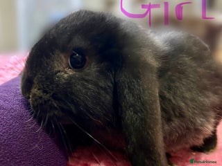 French Lop rabbits READY NOW Mini French Lop Babies - Advert 3