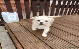 Chihuahua dogs for sale: 7 month old chihuahua  - Image 6