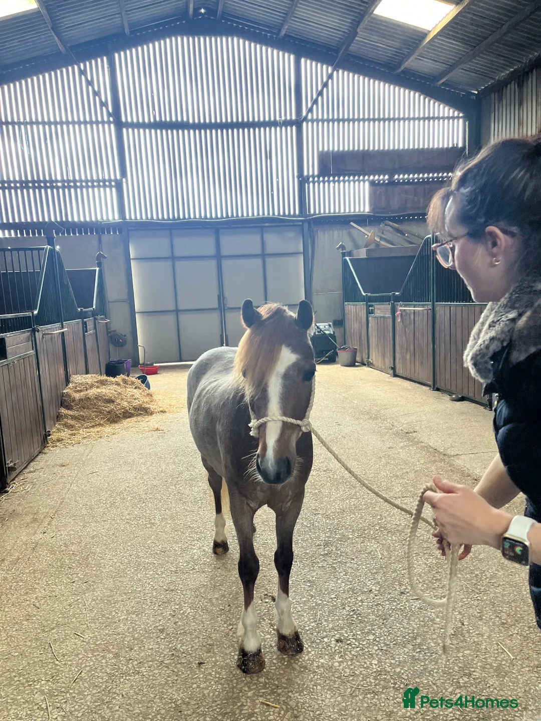 Welsh Section A horses for sale: For sale section A gelding  - Advert 6