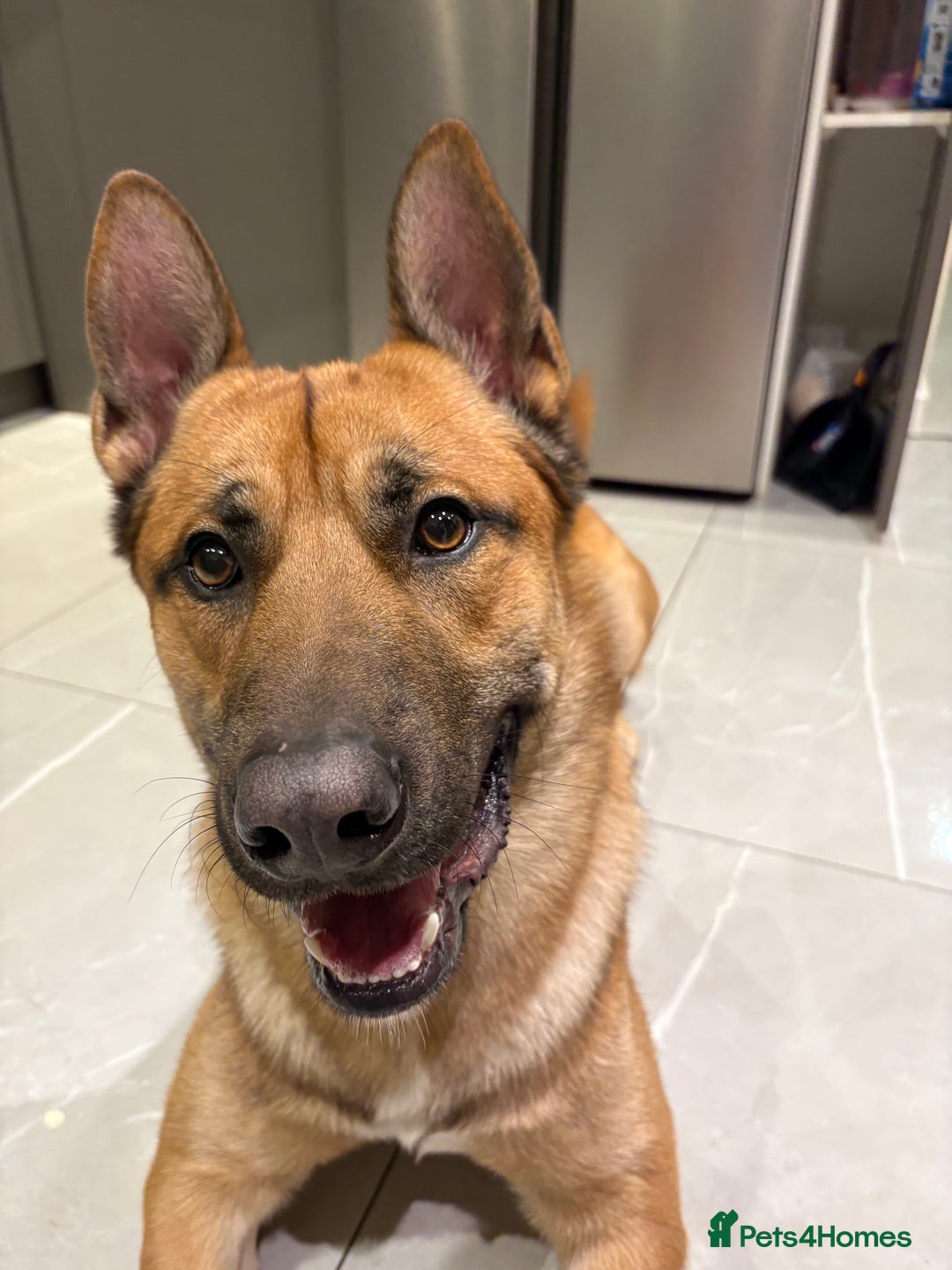 Mixed Breed dogs for sale: DOG FOR FREE - Advert 2