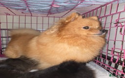 Pomeranian dogs for sale: Pomeranian miniature puppies  - Image 2