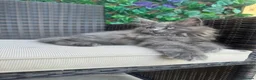 Maine Coon cats for sale: READY NOW mainecoon kittens  - Advert 7