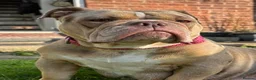 English Bulldog dogs for sale: New English bulldog  - Advert 4