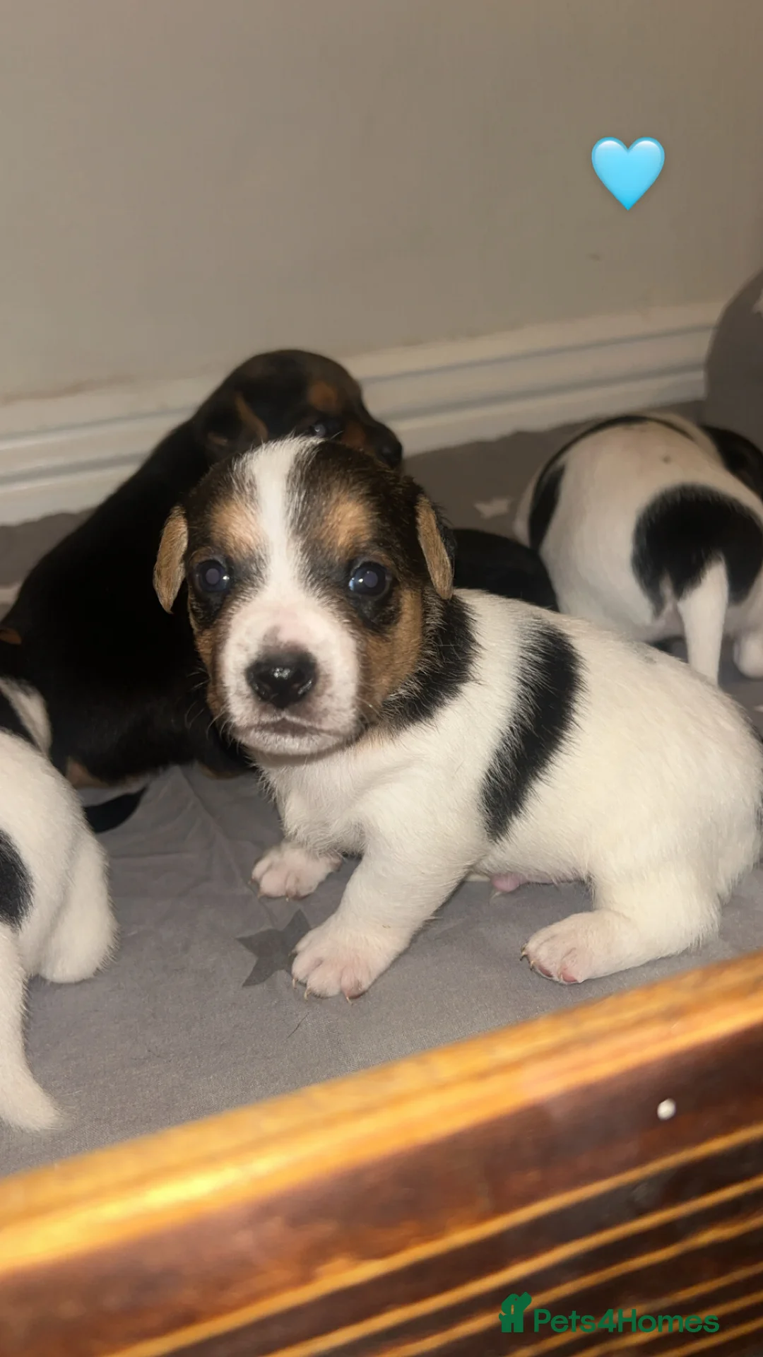 Jack Russell dogs for sale: Jack Russell pups. 2 LEFT - Advert 2