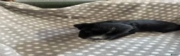 Cocker Spaniel dogs for sale: Working cocker spaniel puppies  - Advert 5