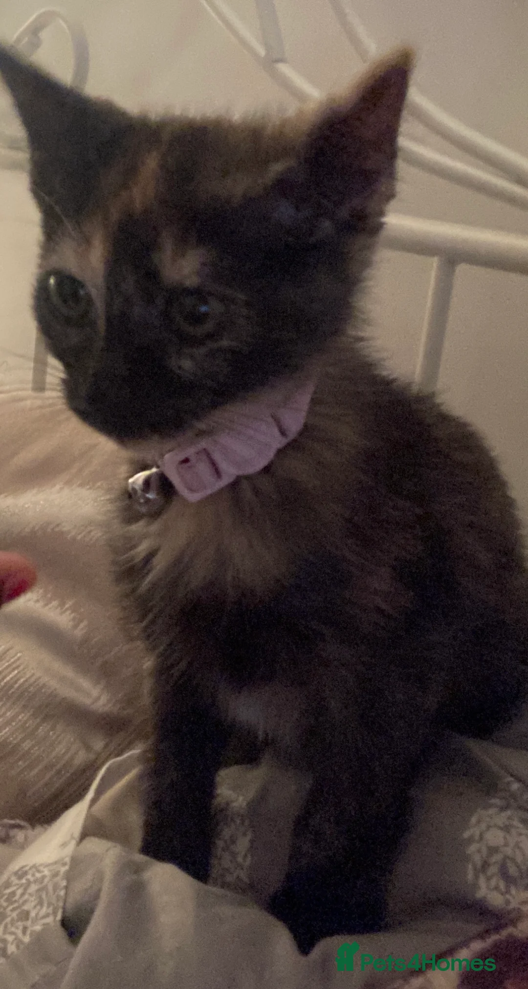 Domestic Shorthair cats for sale: Female tortoiseshell cat looking for a new home - Advert 3