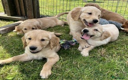 Golden Retriever dogs for sale: Beautiful KC Golden Retriever Puppies - Image 9