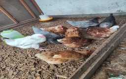 Chickens poultry for sale: 9 mixed breed hens - Image 3