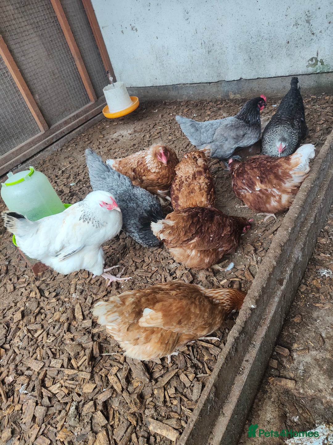Chickens poultry for sale: 9 mixed breed hens - Image 3