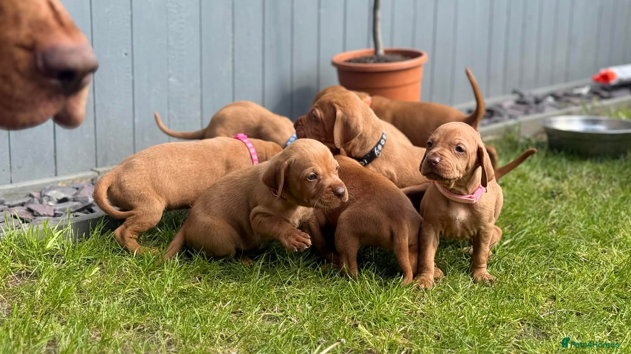 Hungarian Vizsla dogs 4 girls feft🐶 Hungerian Viszla Puppies 🐶😍  - Advert 2